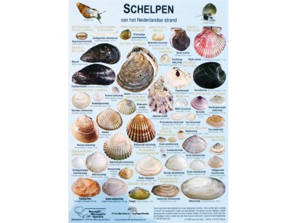 Schelpen van de Nederlandse kust 1