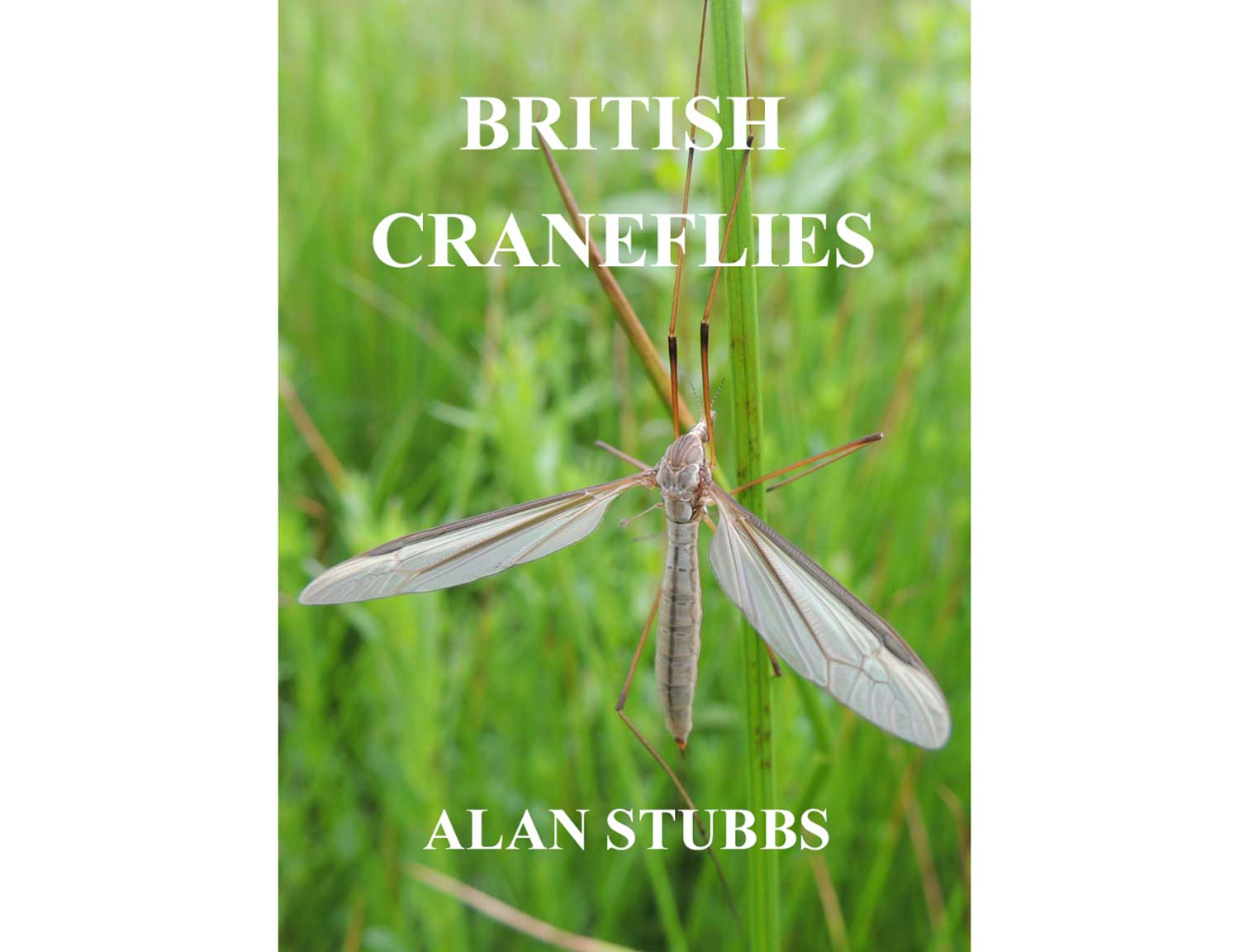 craneflies-stubbs